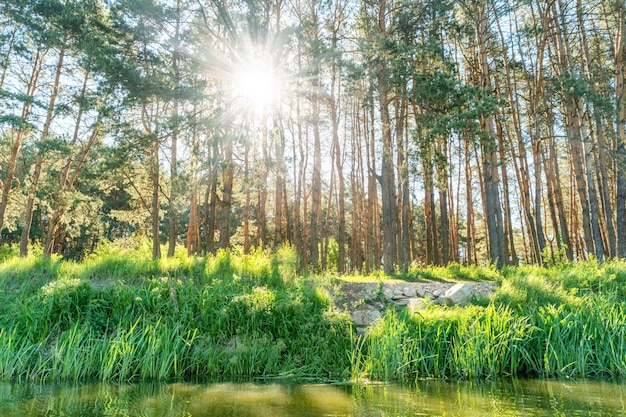 Floresta verde com o sol brilhando nas folhas perto do rio