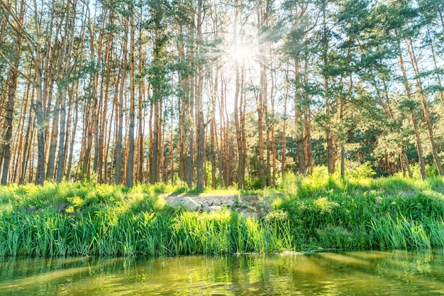 Floresta verde com o sol brilhando nas folhas perto do rio