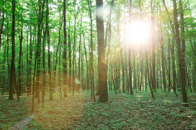 Floresta Verde com Árvores