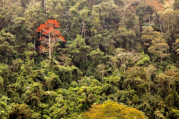 Foto floresta verde com uma única árvore de flores vermelhas