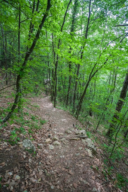 Floresta verde da montanha