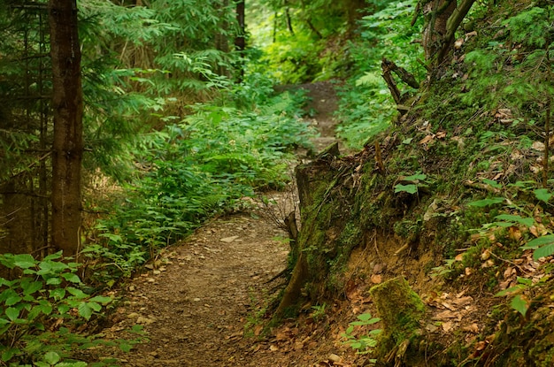 Floresta verde de verão com caminho, plano de fundo sazonal ao ar livre natural.