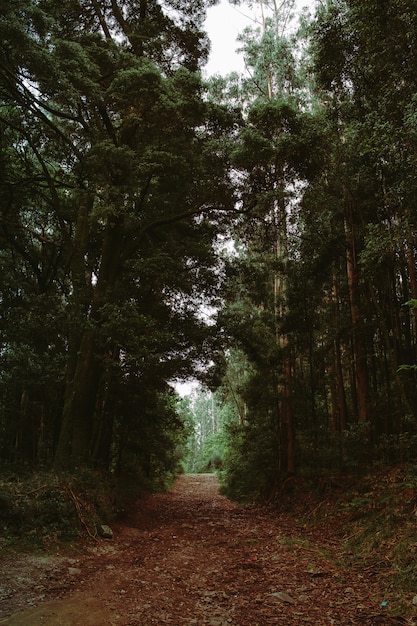 Floresta verde e marrom