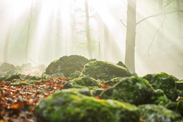 Floresta verde e quente com raios solares dourados ao fundo pequenas montanhas fatra eslováquia natureza