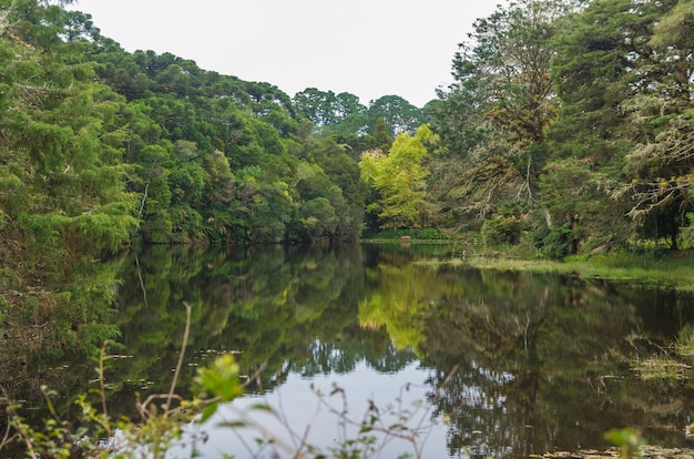 Floresta verde mística do Brasil solo musgoso