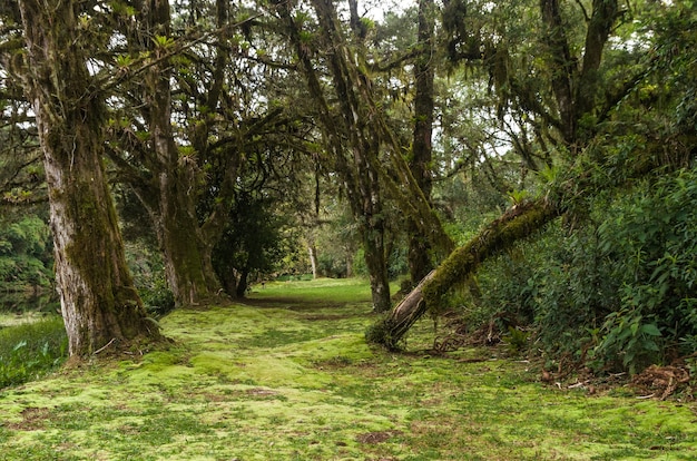 Foto floresta verde mística do brasil