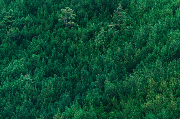 Floresta verde nas montanhas Tatra