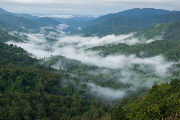 Floresta verde pela manhã com nevoeiro