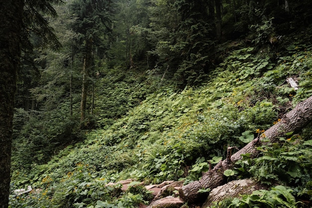 Floresta verde profunda coberta de vegetação de outono para segundo plano