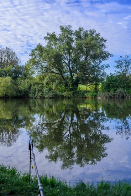 Floresta verde refletida na lagoa