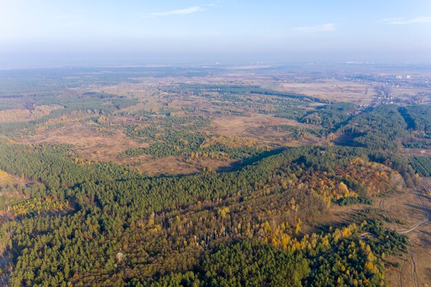 floresta verde, vista de cima