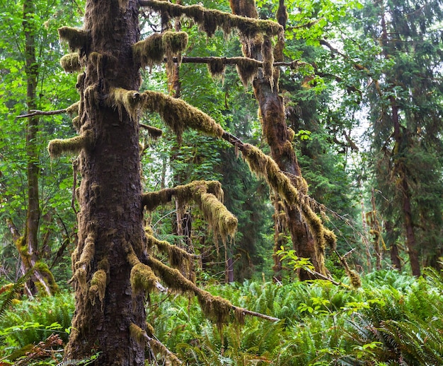 floresta verde