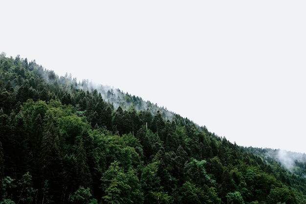 Floresta minimalista, forest, minimal, mountains, nature, HD