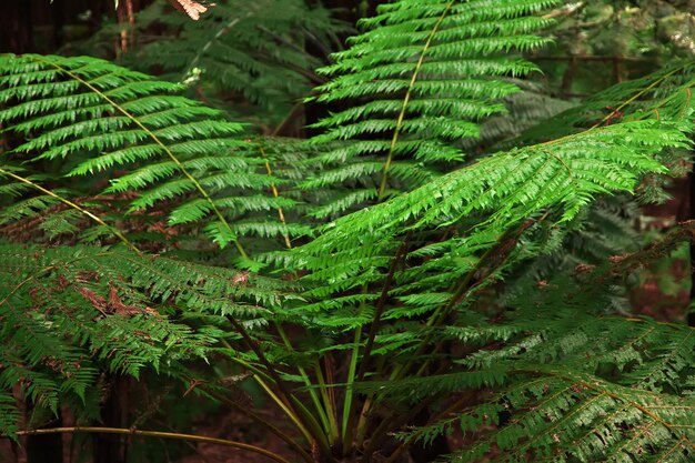 Foto floresta vermelha em rotorua, nova zelândia