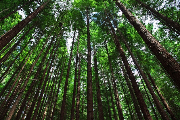 Floresta vermelha em Rotorua, Nova Zelândia