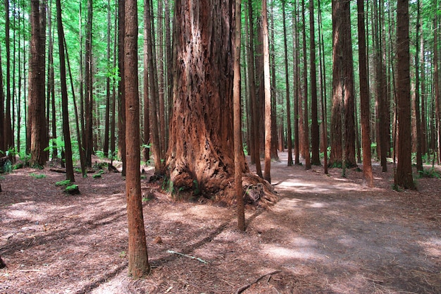 Floresta vermelha em Rotorua, Nova Zelândia