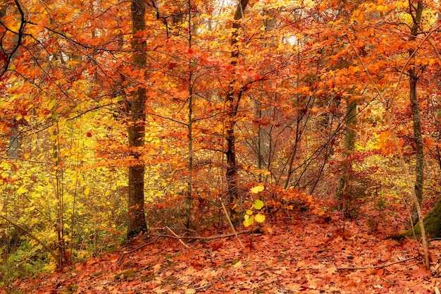 Floresta vestida com as cores do outono A floresta com as cores do outono