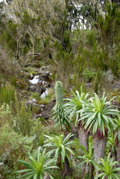 Floresta virgem com erica lobelia e senecia Rota Marangu Kilimanjaro Tanzânia