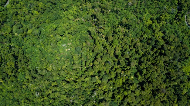 Foto floresta vista aérea