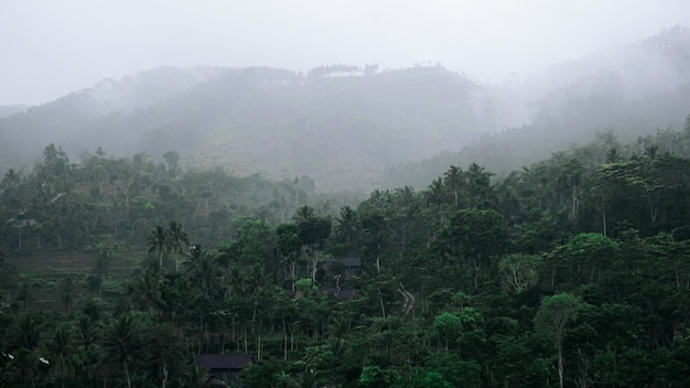 Floresta vista de cima