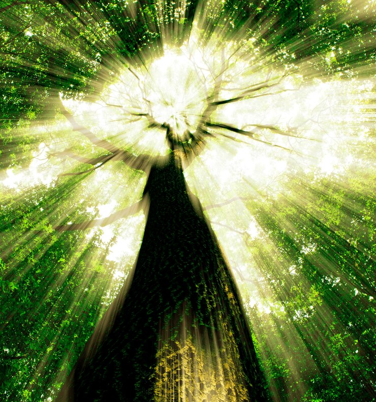 Foto floresta