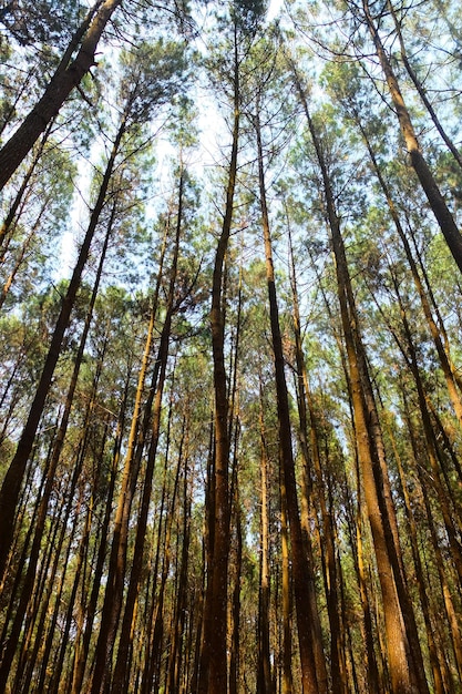 Florestas de pinheiros. floresta homogênea. pinheiros imponentes. fundos naturais.