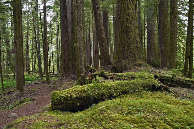 Florestas do Noroeste do Pacífico Paisagem de Florestas Tropicais Estado de Washington EUA