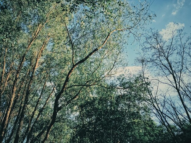 Foto florestas misteriosas como paisagens selvagens árvores incríveis na natureza e meio ambiente da floresta verde