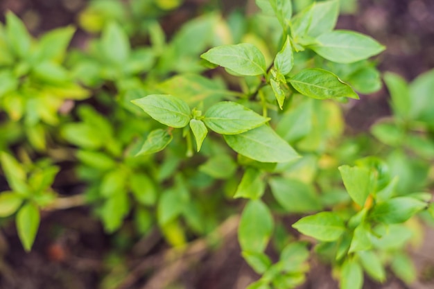 Florestas úmidas de plantas tropicais exóticas ficam úmidas após a chuva