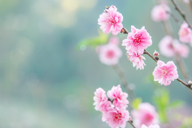 Florezca y copie el espacio para el texto del árbol rosado de las flores de cerezo.