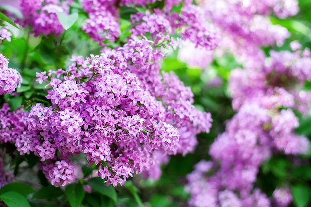 Florezca las flores de la lila en primavera en jardín.