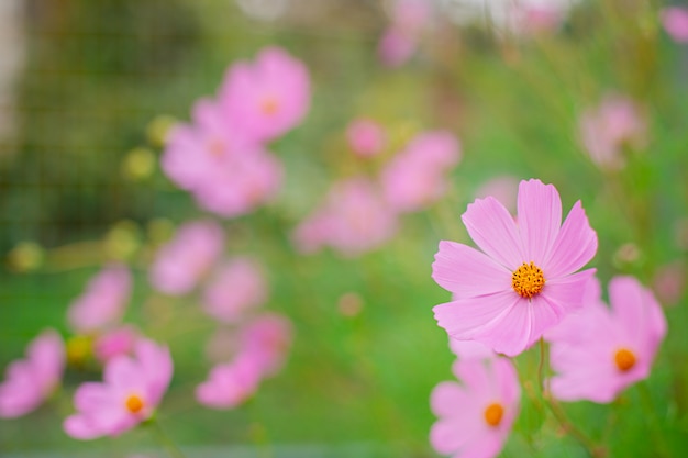 Florezca en un fondo borroso de las flores de la primavera en el jardín.