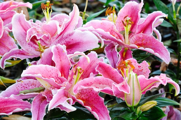 Florezca el fondo de la naturaleza, florezca la flor rosada de lilly en la estación de resorte