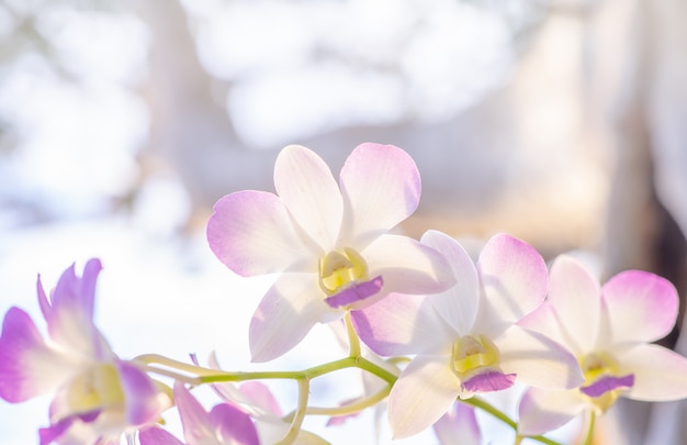 Florezca la naturaleza, cierre de la orquídea en la iluminación de la naturaleza.