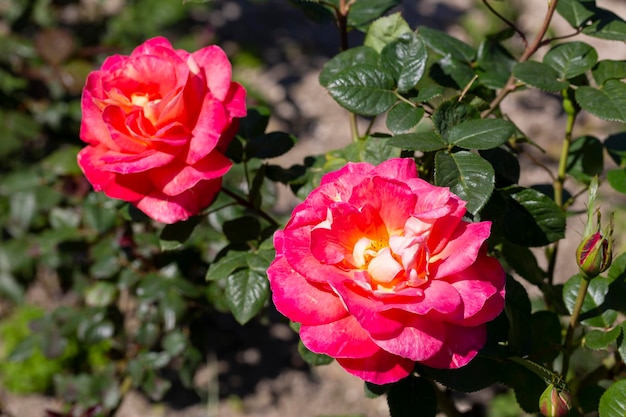 Floribunda Rose conocida por varios nombres comunes que incluyen rosa persa y rosa de cobre austriaca