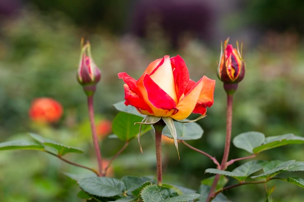 Floribunda Rose conocida por varios nombres comunes que incluyen rosa persa y rosa de cobre austriaca