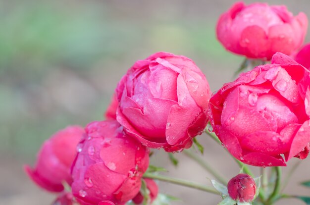 Floribundas se levantó