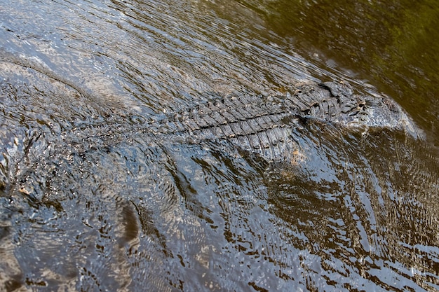 Florida-Alligator in den Everglades, Nahaufnahme, Porträt