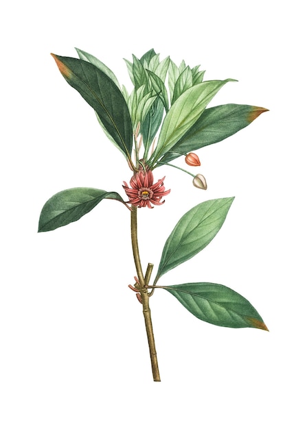 Florida-Anispflanze durchsichtig png