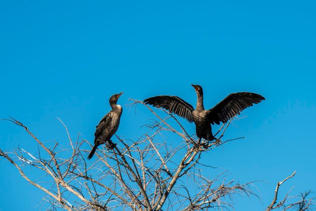 Florida. Dos Anhingas sentados en un árbol estéril en los Everglades tomando el sol.