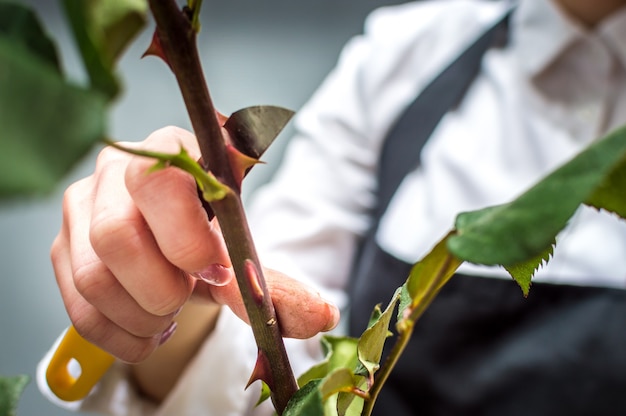 Florist, der Dornen auf einer Rose beschneidet. Nahaufnahme der Hände einer Frau mit einem Messer