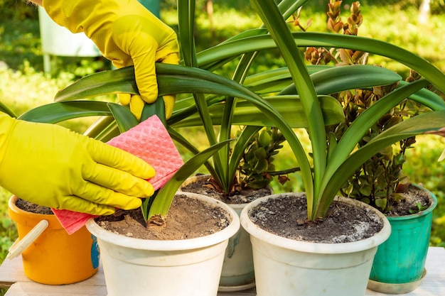 Florist in Handschuhen wischt die Blätter Pflegekonzept für Zimmerpflanzen Prävention von Zimmerpflanzen