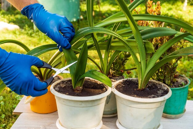 Florista corta folhas secas em flores em casa. conceito de cuidados com plantas de casa. prevenção de plantas de interior.