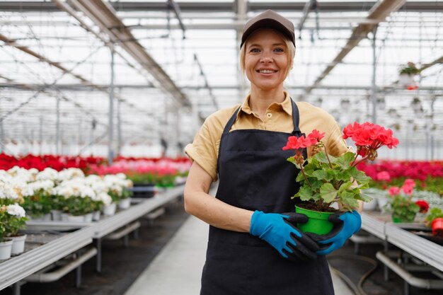 Florista de mulher com pote de gerânios em estufa