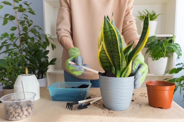 Florista em luvas em transplantes de mesa flor sansevieria em casa polvilhe flor em vaso com terra