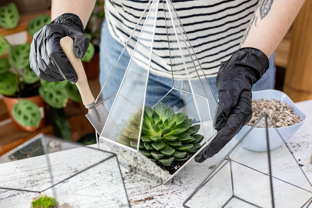 Florista feminina arranjo de plantas naturais suculentas em florário de vidro sobre decoração de pedras closeup