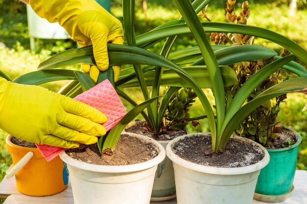 Florista en guantes limpia las hojas Concepto de cuidado de plantas domésticas Prevención de plantas de interior