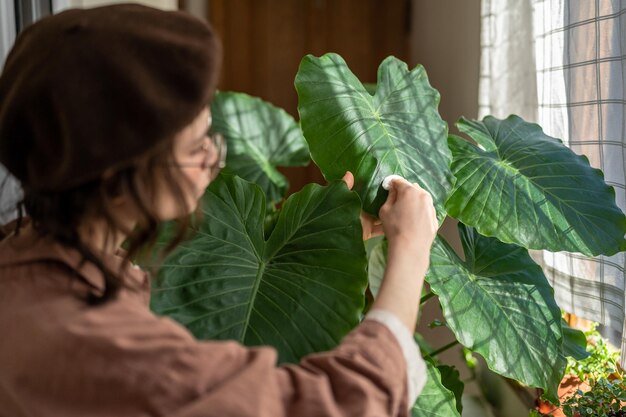 La florista se limpia el polvo de la gran planta de alocasia verde que hidrata las hojas en casa cerca de la ventana