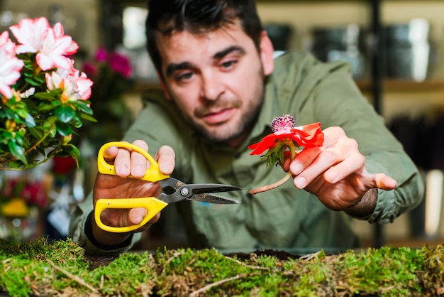 Florista masculina cortar uma flor de um pequeno jardim de cama dentro de casa