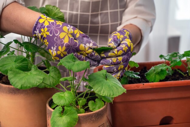 Una florista replanta las hojas y se encarga de crear una hermosa maceta con flores de pilargonium Hermoso ramo fresco Clases magistrales de educación y cursos de floristería Flor europea